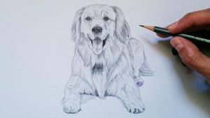 Tutorial Paso A Paso Para Dibujar Un Perro Con L Piz F Cil